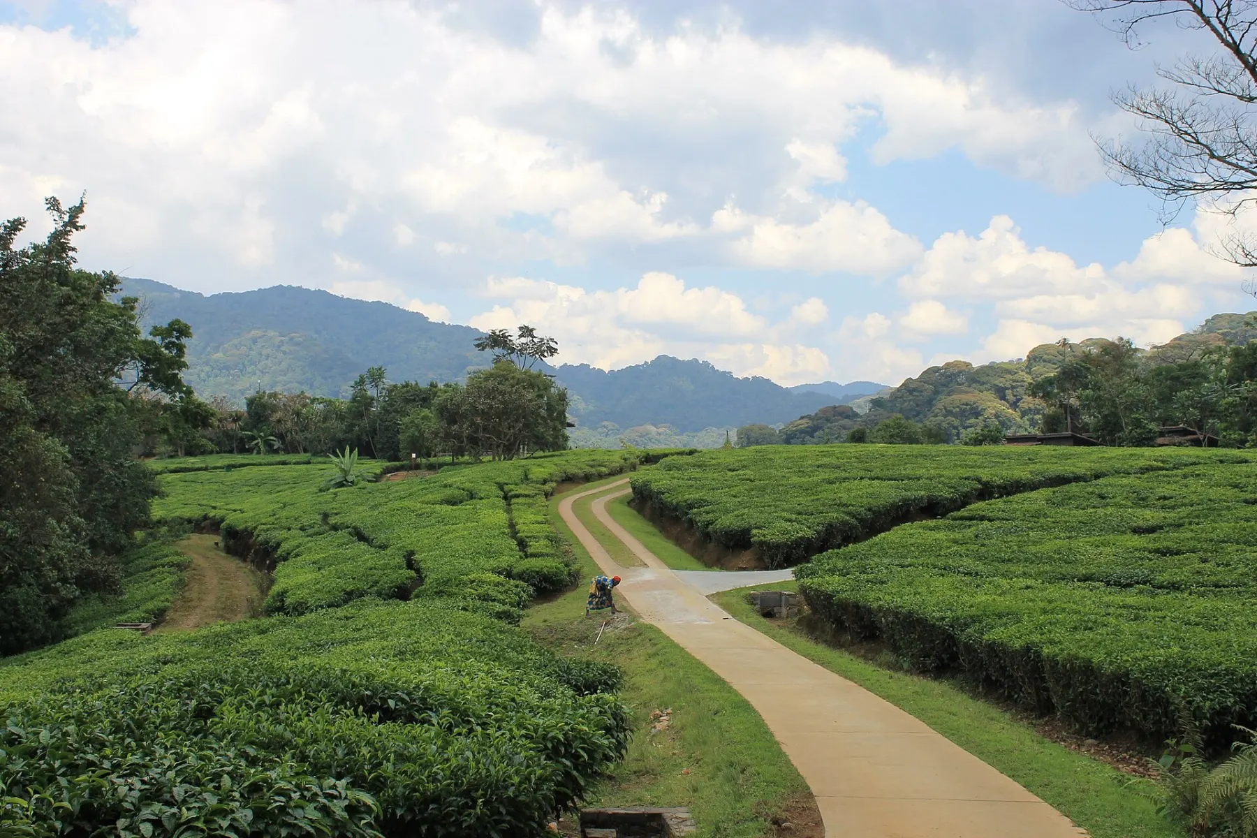 Tea plantations on rolling hills in Rwanda